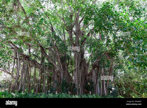 Old Banyan Trees Growing In Sarasota Florida United States Stock