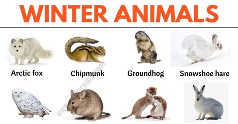 51 Winter Animals: List of Interesting Winter Animals in English - ESL ...