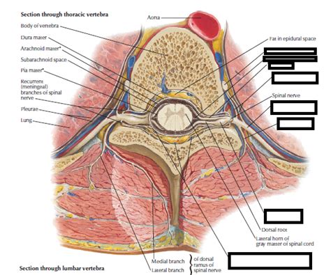 Diagram Of Neuroanatomy Spinal Cord And Vertebral Column Quizlet