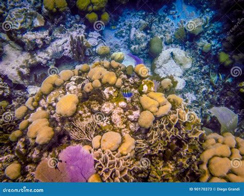Belize Coral Reef Underwater And Fish Stock Image Image Of Coral
