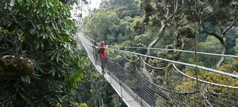 Canopy Walk In Nyungwe Forest National Park Rwanda Rwanda Safari