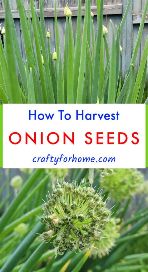 Harvest Onion Seeds: How To Collect And Save Onion Seed | Crafty For Home