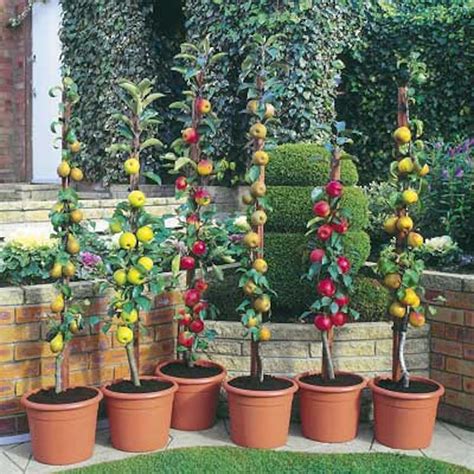 Arbres Fruitiers Colonnaires Ils Sont Parfaits Pour Les Terrasses Et