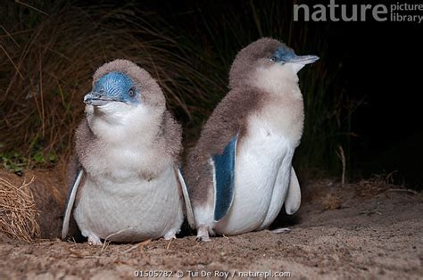 Stock Photo Of Little Blue Fairy Penguin Eudyptula Minor Chicks At