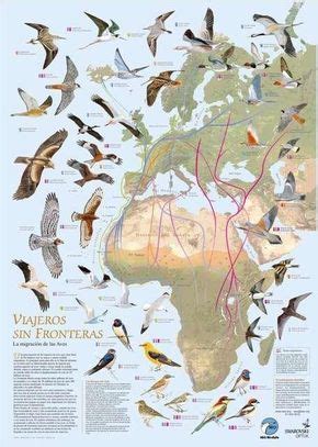 9 Best Animal migration map ideas | map, bird migration, migrations