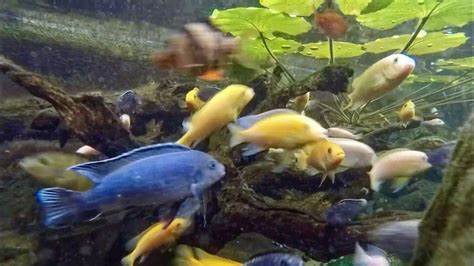 African Cichlid Pond YouTube