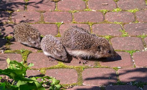 BabyHedgehog: Pregnancy, Birth, Diet, Growth & More!