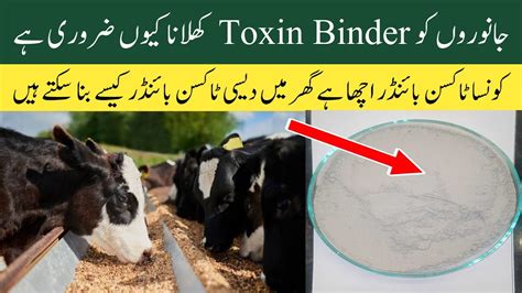 Best Toxin Binder For Cows And Buffalos Toxin Binder Benefits Dairy