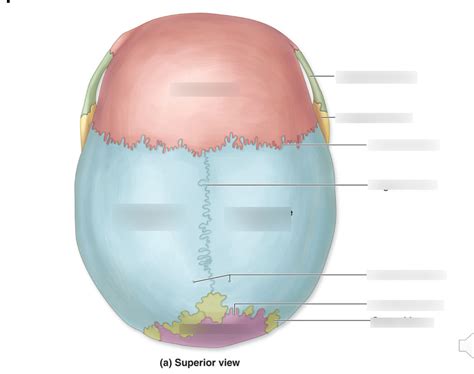 Superior View Of Skull Diagram Quizlet