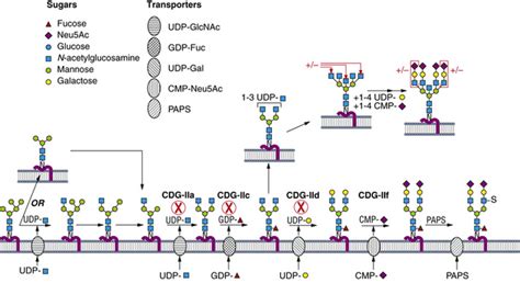 Disorders of Glycosylation | Neupsy Key