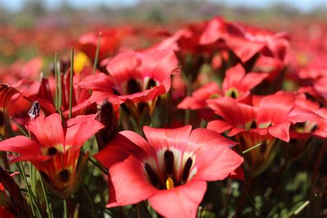 All Season Flowers South Africa Home Alqu