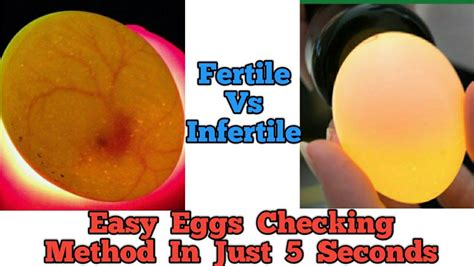 How To Check If Egg Is Infertile Or Fertile Egg Candling Day To