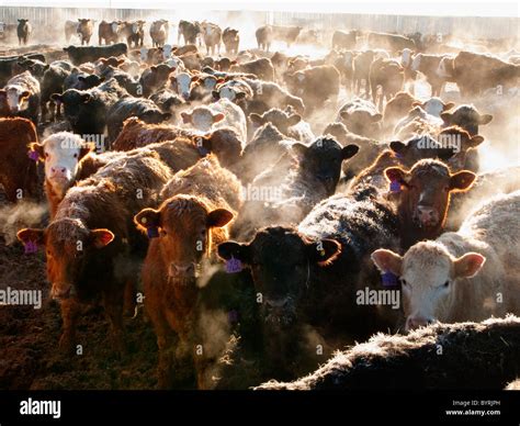 Cattle Beef Hi Res Stock Photography And Images Alamy