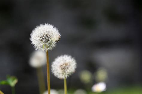 Löwenzahn Samen Pusteblume Kostenloses Foto auf Pixabay Pixabay