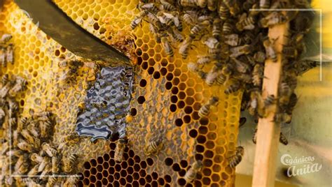 Medidas De Seguridad Para Trabajar Con Abejas