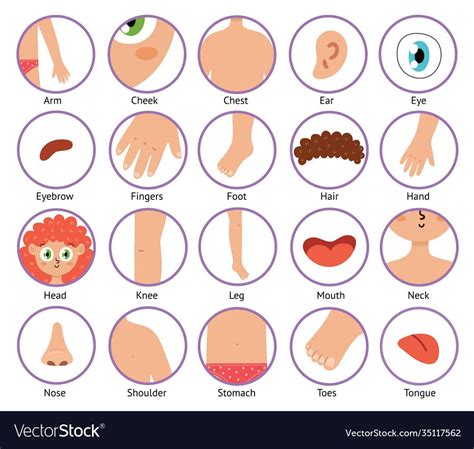 Body Parts Icons In Cartoon Style Collection Vector Image On