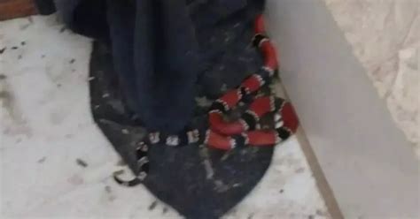 Cobra Mais Venenosa Do Brasil Encontrada Em Sala De Casa Em Sc