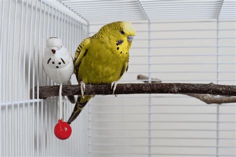 Why Is My Parakeet Shaking? (Explained!) - Parrot Website