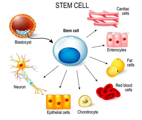 Hallmarks Of Aging Blogs Peptide Sciences