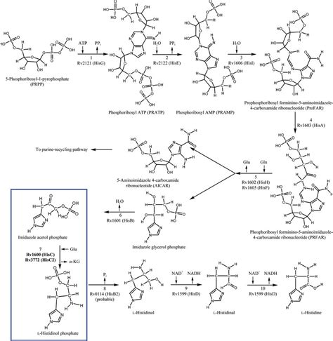 A Schematic Representation Of The Various Enzymatic Steps That Lead To