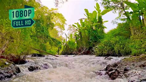 ASMR Beautiful River Flowing Sound Relaxing Water Sounds For Deep