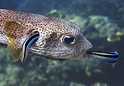 p2 porcupinefish DSC_8912 - ESCapologyESCapology