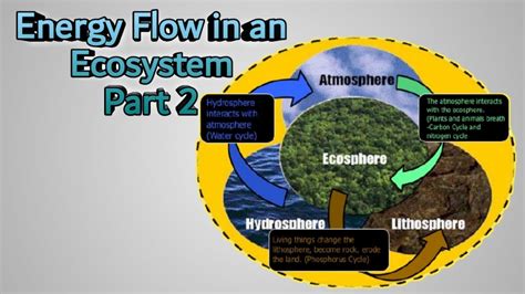 Energy Flow In An Ecosystem Part 2 Class 9 Energy Pyramid Of