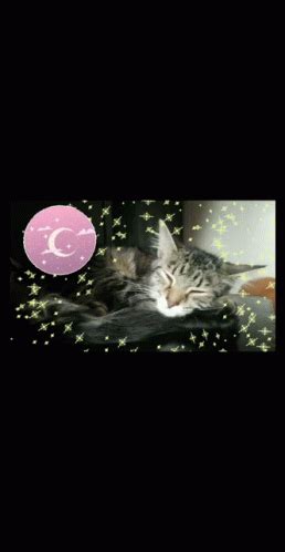 Sleepy Kitty GIF - Sleepy Kitty Lyra - Discover & Share GIFs