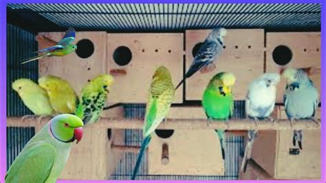 Budgies Parrots Breeding Colony Progress World Biggest Australian