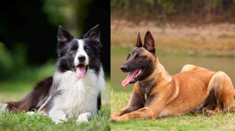 Malinois Border Collie Mix Comparison Breed Profile Paws And Learn