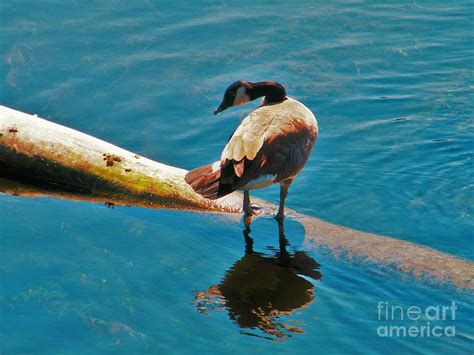 Canadian Goose On River Log September Summer Indiana Photograph By Rory