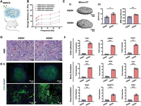 Osteogenesis And Angiopoiesis Evaluation Of BMSCsladen Scaffolds In