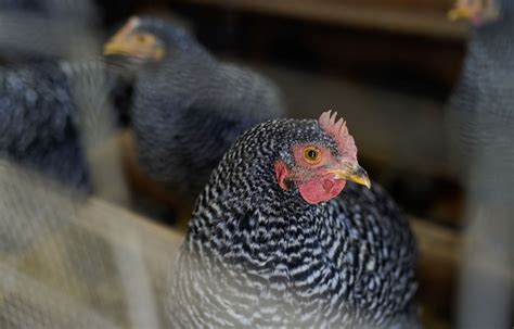 Les œufs De Poules En Liberté Sont Ils Vraiment Produits Par Des Poules