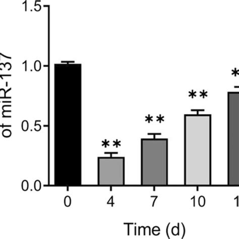 Down Regulation Of Mir Expression During Osteogenic Differentiation