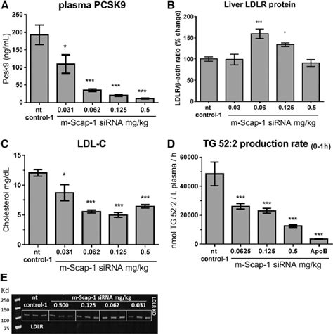 Effect Of Scap Sirna On Plasma Pcsk Ldl C Tg Production And Ldlr