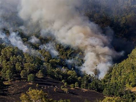 Incendios Forestales Han Acabado Con 163 Hectáreas De Bosque