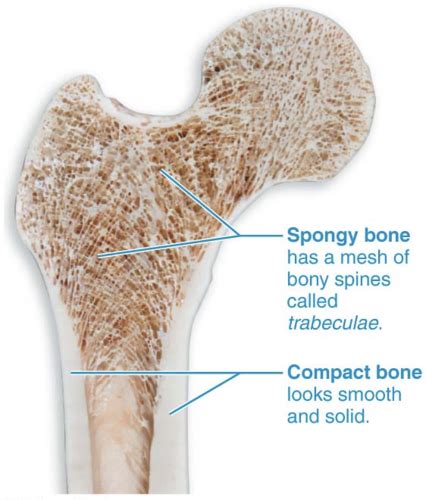 Chapter 6 Bones And Skeletal Tissues Flashcards Quizlet