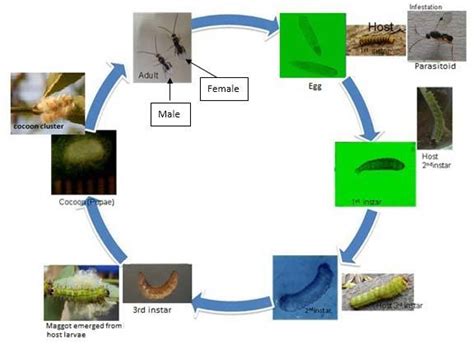 Life cycle of Cotesia dictyoplocae parasitoid. The mean life period of... | Download Scientific ...