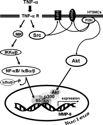 Schematic Representation Of The Signaling Pathways Involved In