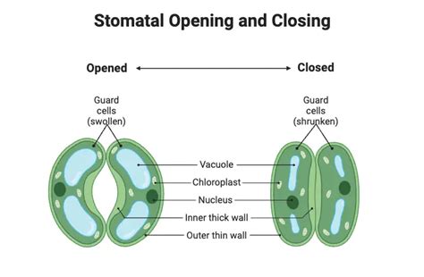 Stomata Definition Structure Mechanism Functions Biology Notes