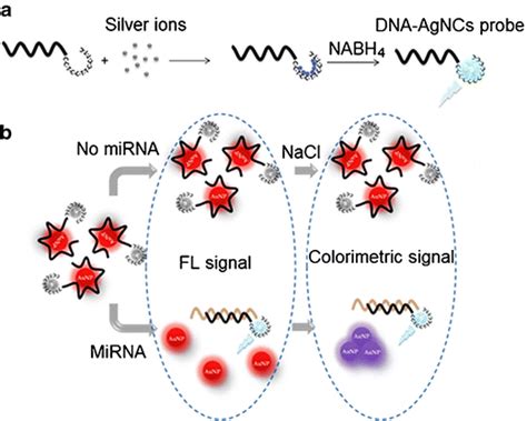 A Construction Of Dna Templated Agncs Dna Agncs Fluorescent Probe For