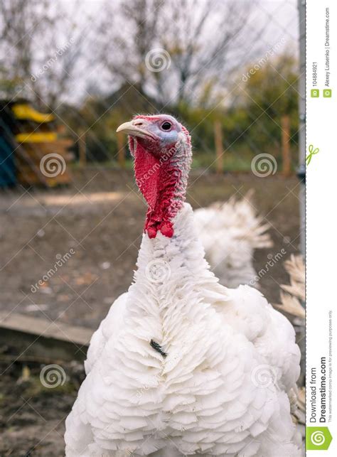 Breeding Turkeys On The Farm Stock Image Image Of Holiday Beak