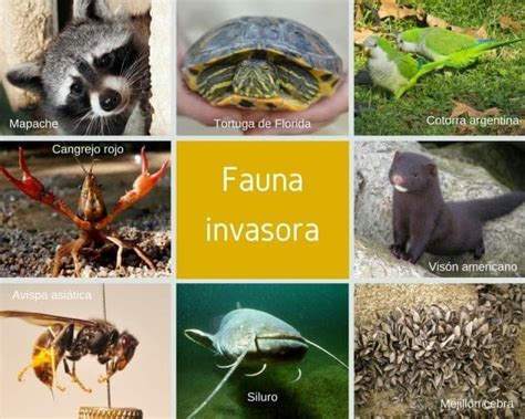 Especies Invasoras Wwf Espa A