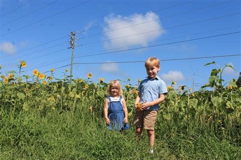 Tips for Visiting the Sunflower Farm | Sunshine and Holly