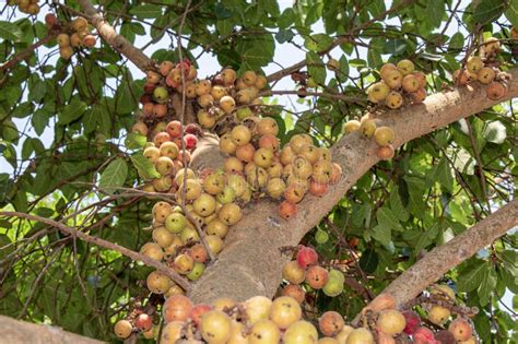 Fig Fruit Ficus Racemosa Fig On Tree Nature Fig Forest Fruit Fig