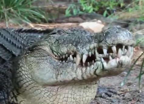 DANGEROUS CROCODILES, DIRTY, 10 FACTS, - The Crocodile Chronicles Australia