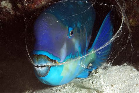 Protecting The Parrotfish