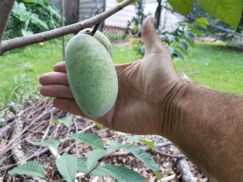 Paw Paw General Fruit Growing Growing Fruit