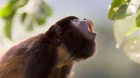 Howler monkeys : Tigtag