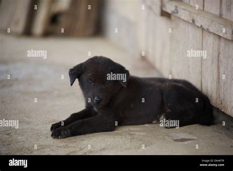 Vietnam bac ha dog in hi-res stock photography and images - Alamy